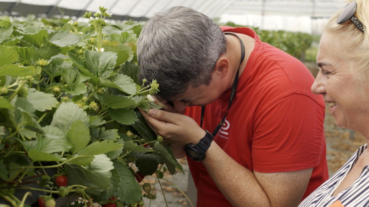 Lustrację plantacji truskawek prowadzi Marcin Cierpisz z firmy Royal Brinkman, obok właścicielka gospodarstwa (for. Royal Brinkman)