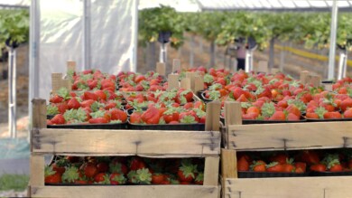 Truskawki z gospodarstwa pani Doroty Schewior (fot. Royal Brinkman)