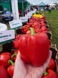 Papryka Muriel (2024, fot. AW)