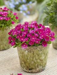 Delosperma cooperi Ice Cream Fuchsia_fot. Florensis