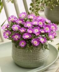 Delosperma cooperi Ocean Sunset Violet Flare_fot. Florensis