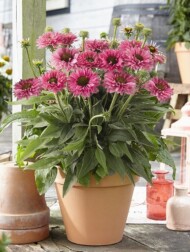 Echinacea purpurea Bolero Rose_fot. Florensis