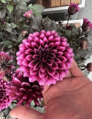 Dalia (Dahlia) Gardenetta Velvet Crush_Florensis_fot. M. Federowicz