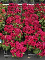 Goździk brodaty (Dianthus ×barbatus) Dart Raspberry (fot. M. Federowicz)_Florensis