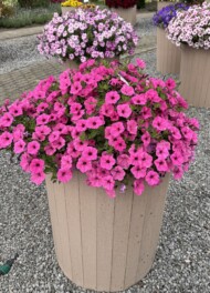 Petunie z serii ColorRush w stojących donicach (na 1. planie odmiana Pink)_Florensis_fot. M. Federowicz