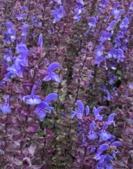 Kwiatostany szałwii omszonej_Salvia nemorosa_Sensation® Special Blue Bicolour_fot. M. Federowicz