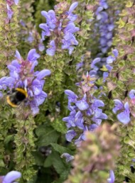 Kwiatostany szałwii omszonej Sensation® Special Sky Blue Bicolour (fot. M. Federowicz)