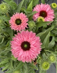 Echinacea_BoleroPink_fot. M. Federowicz