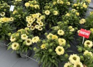 Echinacea purpurea_Bolero Yellow_Florensis_fot. M. Federowicz