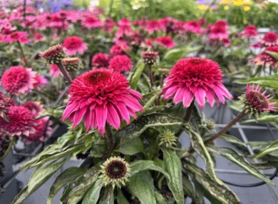 Echinacea purpurea Sombrero Double Red_Florensis (fot. M. Federowicz)