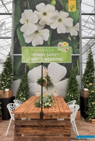 Thunbergia alata Sunny Sassy White Wedding_FlowerTrials 2025 (fot. Cecot)