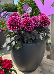 Dalia (Dahlia) Gardenetta Velvet Crush_FlowerTrials 2025_Florensis_fot. A-Cecot