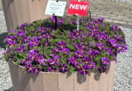 Calibrachoa Cabaret® Special Purple Star_FlowerTrials 2025_Florensis_fot. A-Cecot