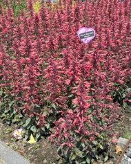 Kłosowiec meksykański (Agastache mexicana) Summerlong Coral na rabacie_Florensis_fot. A-Cecot