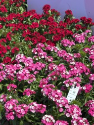 Goździki brodate (Dianthus ×barbatus) Dart - na 1. panie odmiana Dart Pink Magician_Florensis (fot. A. Cecot)