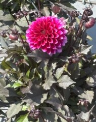 Dalia (Dahlia) Gardenetta Purple Rose _FlowerTrials 2025_Florensis_fot. A-Cecot