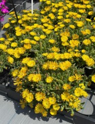 Delosperma cooperi Ice Cream Fuchsia_FlowerTrials 2025_Florensis_fot. A-Cecot