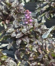 Dąbrówka rozłogowa (Ajuga reptans) Midnight Mystery_FlowerTrials 2025_Florensis_fot. A-Cecot