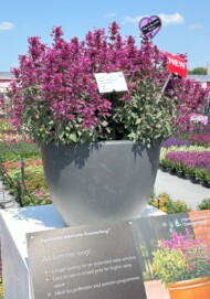 Agastache-mexicanaSummerlongLilac_Florensis_FlowerTrials 2025_fot. A. Cecot