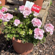 Pelargonium zonale Toscana® Smart Maureen Soft Pink_FlowerTrials 2025_Florensis_fot. A-Cecot