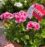 Pelargonium zonale Toscana® Smart Pink Splash FlowerTrials 2025_Florensis_fot. A-Cecot