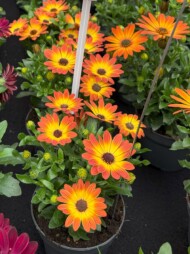 Osteospermum ecklonis Dalina Orange Sunset _FlowerTrials 2025_Florensis_fot. A-Cecot