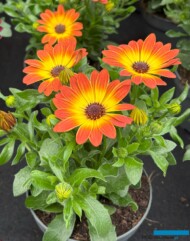 osteospermum Dalina Orange Sunset_FlowerTrials 2025_Florensis_fot. A-Cecot