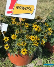 Rudbeckia fulgida Little Summer Pearls Yellow _Dni Otwarte firmy Volmary w Gawartowej Woli 2025_fot. A-Cecot