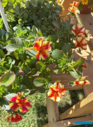 Portulaca umbraticola_Pazazz Mega Papaya Twist_Dni Otwarte firmy Volmary w Gawartowej Woli 2025_fot. A-Cecot