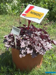 Heuchera Toncka Rose on Purple_Dni Otwarte firmy Volmary w Gawartowej Woli 2025_fot. A-Cecot