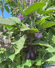 oberżyna Diamond Purple_Dni Otwarte firmy Volmary w Gawartowej Woli 2025_fot. A-Cecot