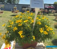 Bidens ferulifolia Interceptor_Dni Otwarte firmy Volmary w Gawartowej Woli 2025_fot. A-Cecot