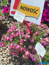 Calibrachoa Calita Double Raspberry Ice Cream_Dni Otwarte firmy Volmary w Gawartowej Woli 2025_fot. A-Cecot