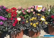 Dalie z grupy Lubega: na 1. planie Exp. Lubega Dark Double Scarlet i Dark Yellow (na 2. planie z prawej nowość - Dark Lovely Morning )_Dni Otwarte firmy Volmary w Gawartowej Woli 2025_fot. A-Cecot