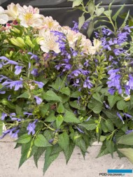 Alstremeria - odmiana z gr. Inticancha oraz szałwia - odmiana z gr. Salgoon_Dni Otwarte firmy Volmary w Gawartowej Woli 2025_fot. A-Cecot