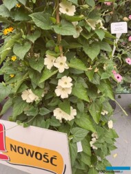 Thunbergia alata Sunny Sassy White Wedding_Dni Otwarte firmy Volmary w Gawartowej Woli 2025_fot. A-Cecot
