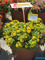 Lantana Evita Yellow Imp._Dni Otwarte firmy Volmary w Gawartowej Woli 2025_fot. A-Cecot
