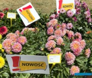 Dahlia Lubega XL Maracuya_Dni Otwarte firmy Volmary w Gawartowej Woli 2025_fot. A-Cecot