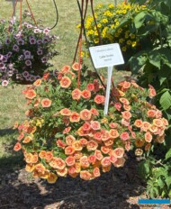 Calibrachoa Calita Double Apricot_Dni Otwarte firmy Volmary w Gawartowej Woli 2025_fot. A-Cecot