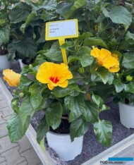 Nowość: Hibiscus D-Tahiti Hani_Dni Otwarte firmy Volmary w Gawartowej Woli_fot. A-Cecot