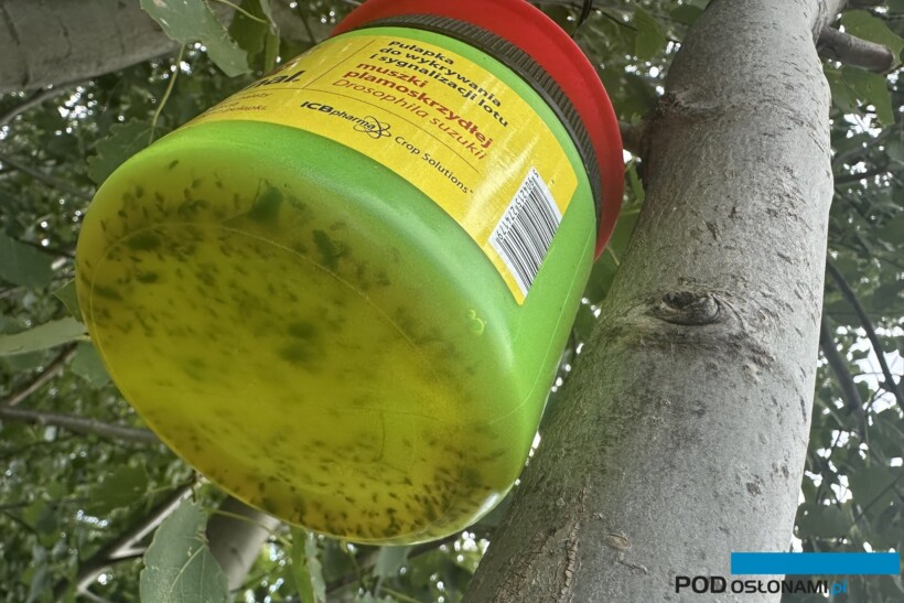 Monitoring muszki plamoskrzydłej jest prowadzony za pomocą pułapek z atraktantem