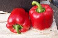 Papryka Tindaya F1, czerwona papryka typu blok (fot. D. Wielgat)