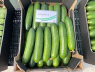 Ogórek Sultanit (fot. Enza Zaden)