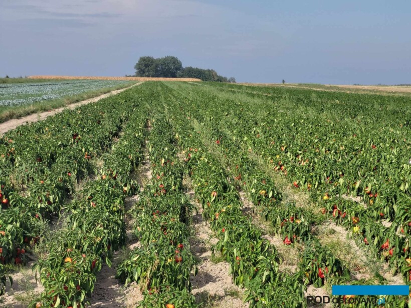 Papryka w polu, papryka polowa