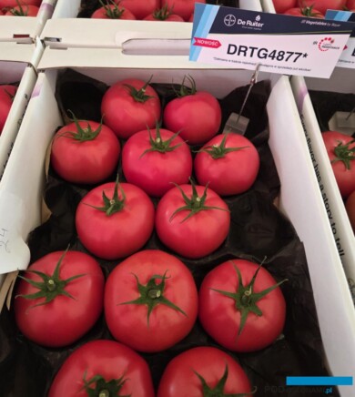 Pomidor malinowy pod numerem DRTG 4877