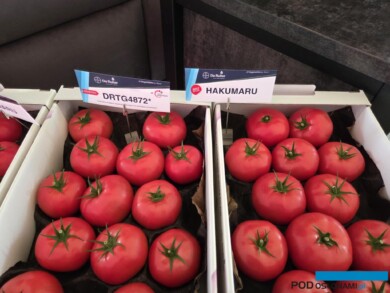 Znana odmiana pomidora malinowego Hakumaru i jego następca pod numerem DRTG4872, z wielogenową odpornością na ToBRFV (fot, A. Wize)