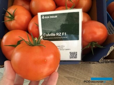 Pomidor Colville (