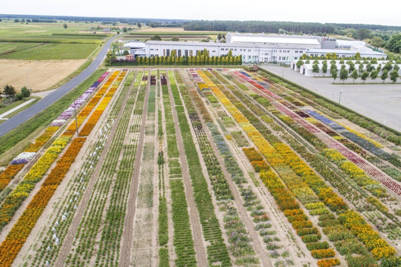 W. Legutko Summer Field Trials_Jutrosin