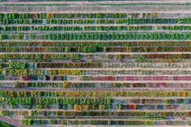 W. Legutko Summer Field Trials