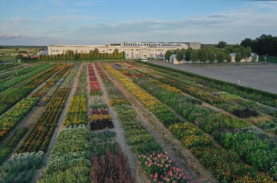 W. Legutko Summer Field Trials 2025